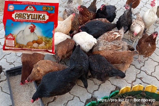 Душанбе Где Можно Купить Курицы Рябушку