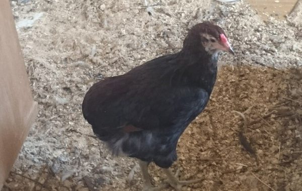 Цыпленок породы Араукан 4 месяца - зовут Себастьян. 