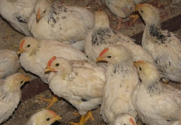 Фото адлерских цыплят в 3 месяца. 