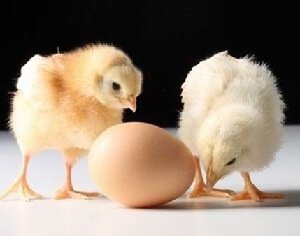 Цыплята и яйцо. 