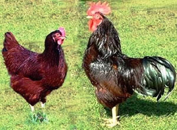 Красная кубанская порода кур - петух и курица. 
