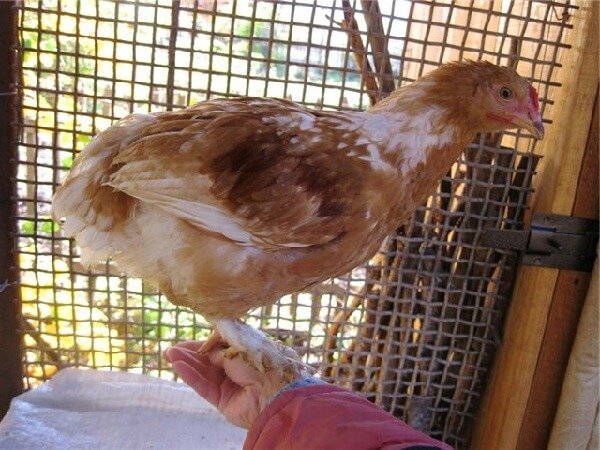 Молодая курица несушка Ломан Браун фото. 