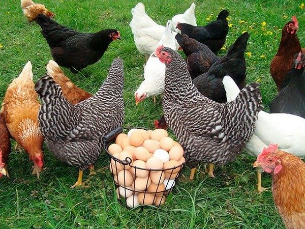 Разные породы куриц для домашнего разведения. 