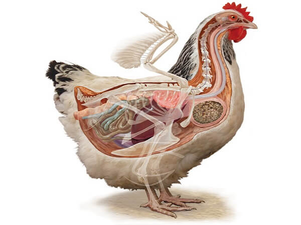 Анатомия курицы несушки. 