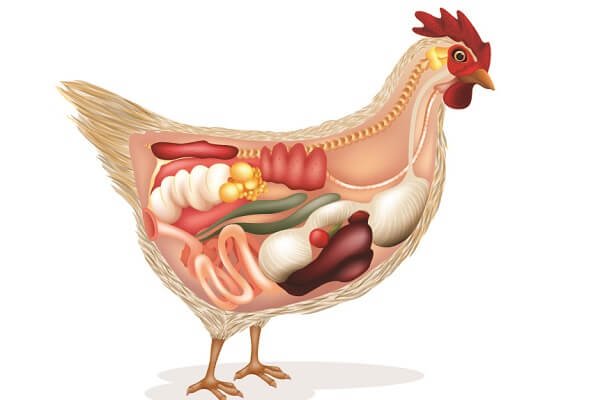Анатомия курицы несушки в картинках. 