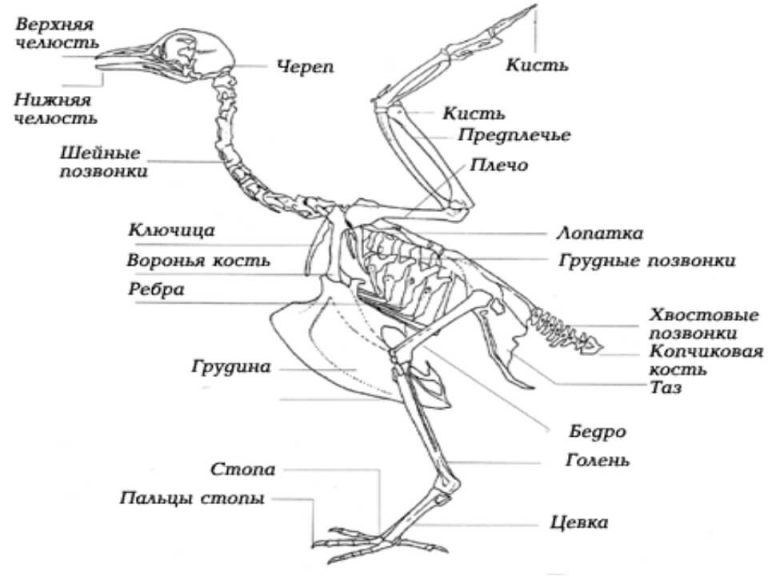 Строение курицы в картинках