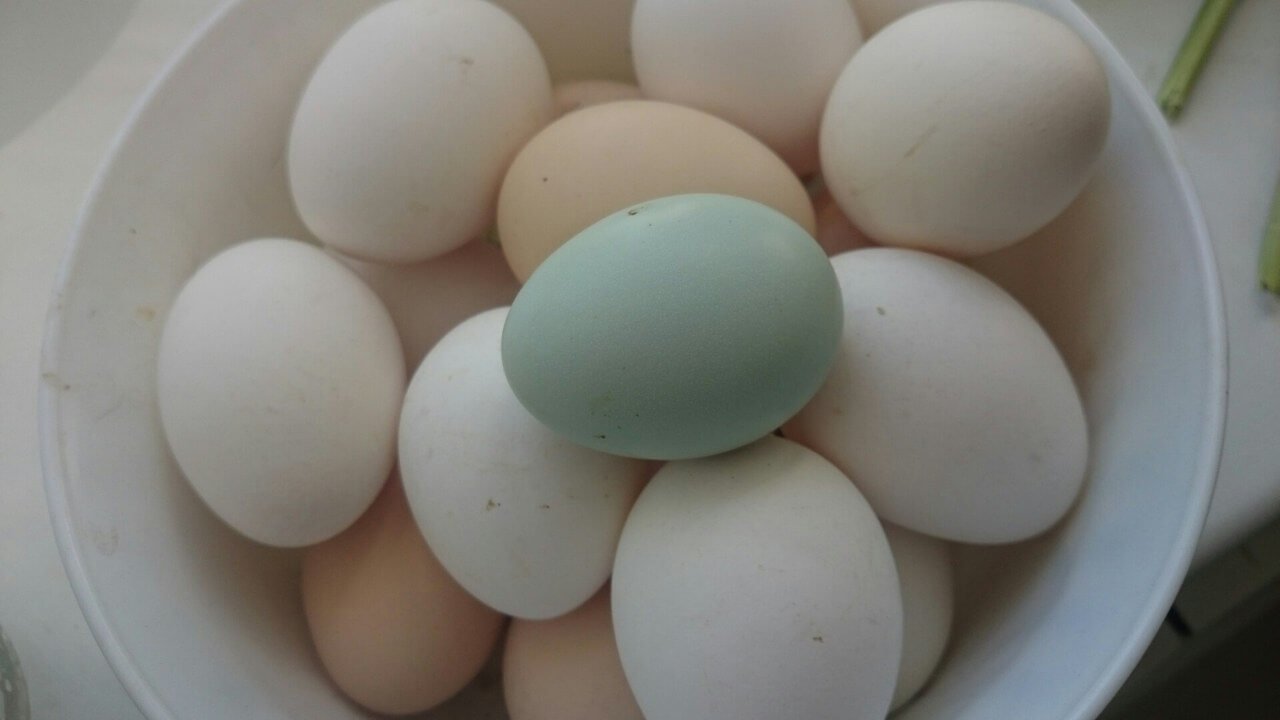 Готовим яйца для инкубации! 