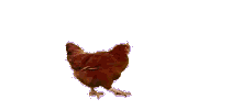 chicken-ani