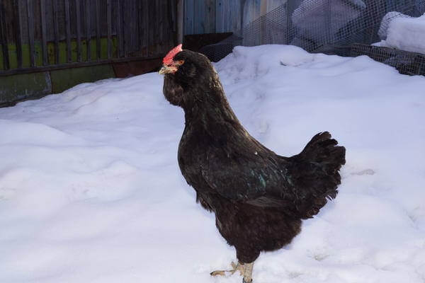 Русская бородатая курица Галан хорошо переносит морозы. 