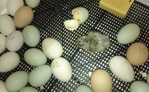 Малыш Араукана самостоятельно выбрался из яйца. 