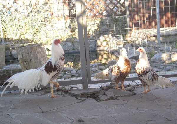 Семья Йокогама - петух и две курицы. 