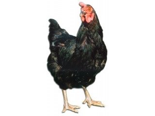 Моравская черная порода кур несушек. 