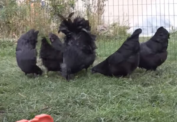 Курицы Ухейилюй любят траву. 
