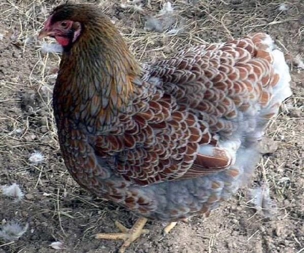 Куропатчатая курица породы Виандот. 