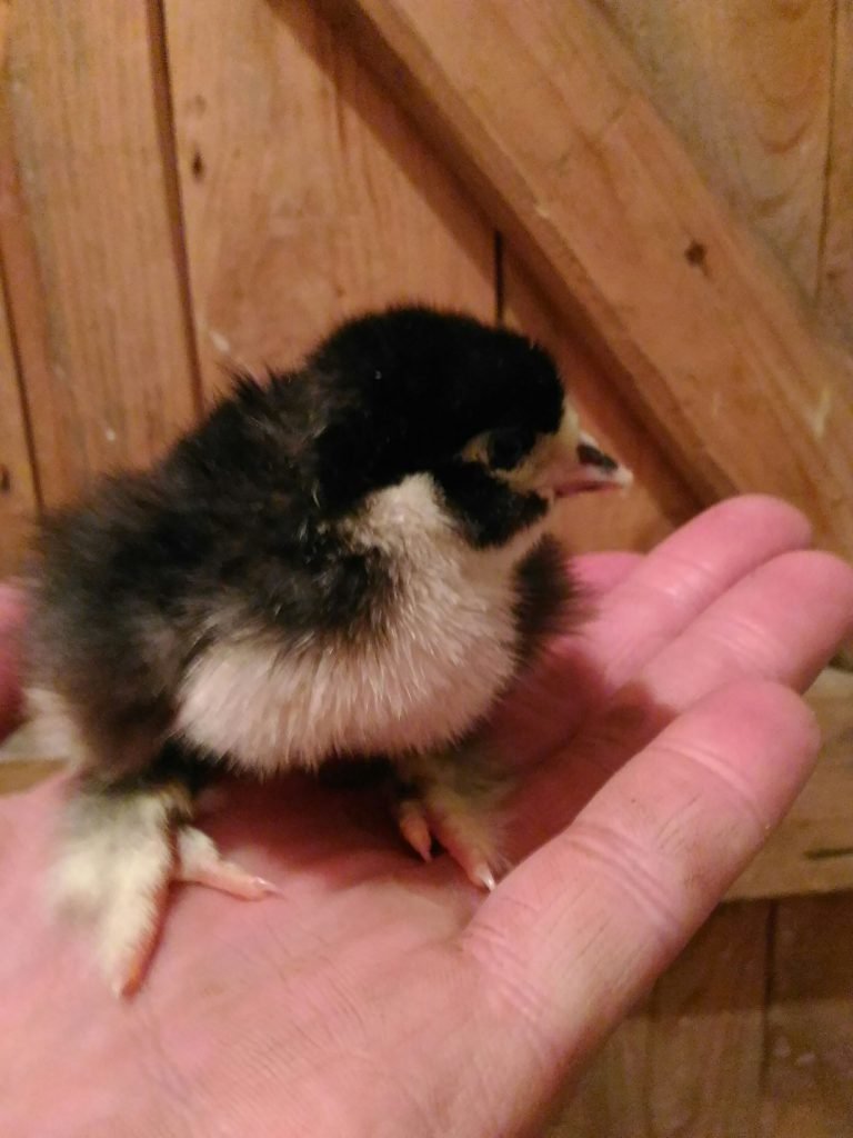 Порода кур Бреда – описание, содержание, фото и видео