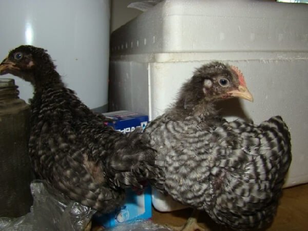 Цыплята породы Амрокс 3 месяца. 