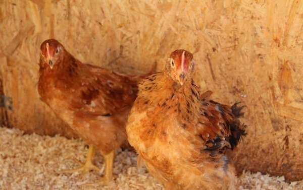 Цыплята Венгерские великаны Фокси чик в 2 месяца. 