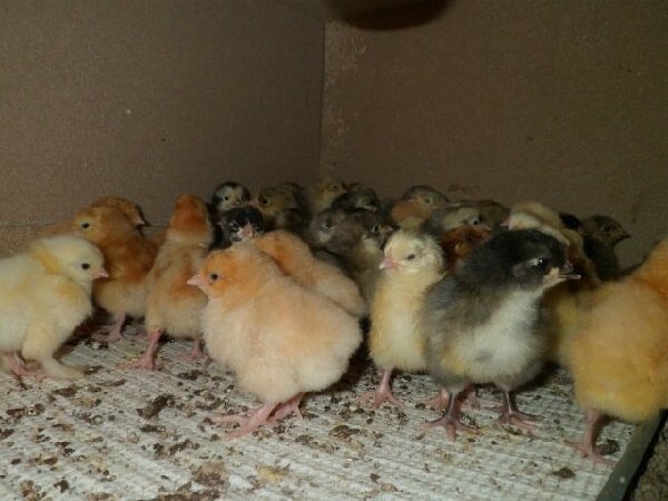 Из 524 цыплят выведенных в инкубаторе