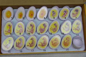 Выкатывание яйцом расшифровка белка и желтка и пузыри с фото