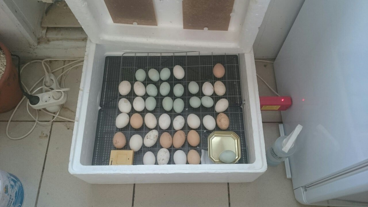 Яйца разных пород кур в инкубаторе. 