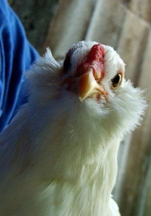 Белая Амераукана порода кур. 