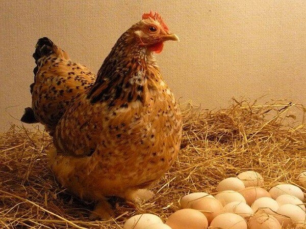 Ученые узнали, что появилось раньше – яйцо или курица? 