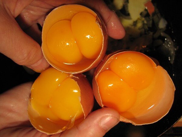 Двухжелтковые яйца порода кур обычная! 