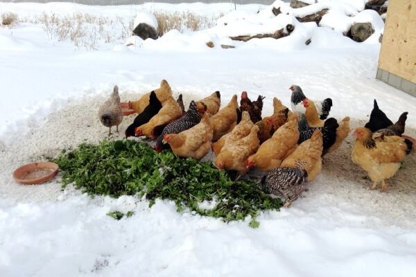 Зелень и травы на зиму для кур и что заготовить