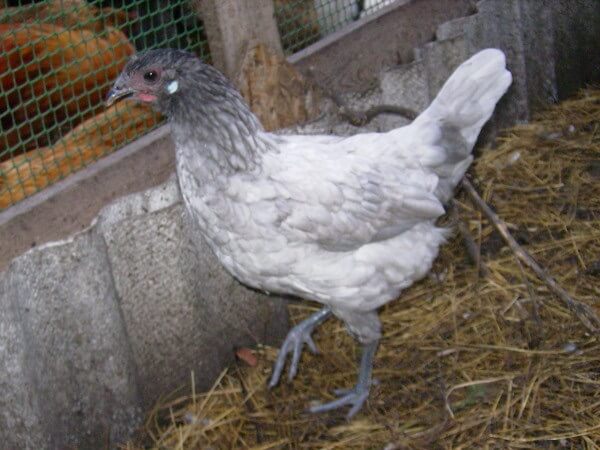 Аврора Голубая порода кур – описание, содержание,, фото и видео. 