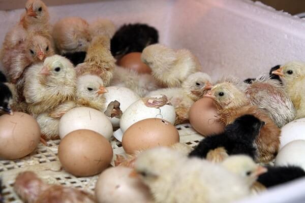 Из 524 цыплят выведенных в инкубаторе