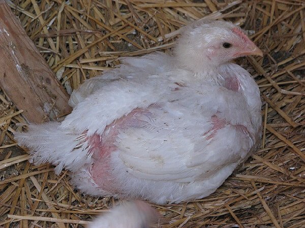 Ослабленый цыпленок при Кокцидиозе у кур. 
