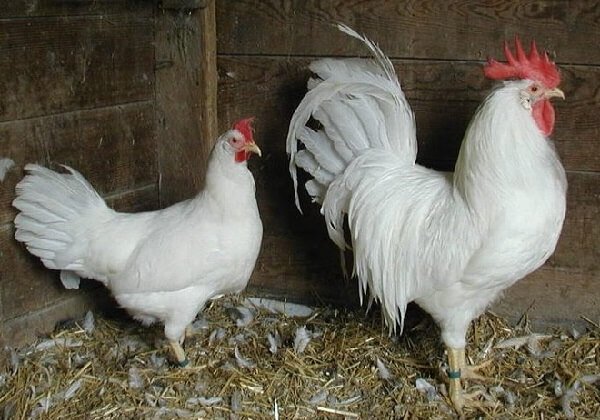 Курица и петух Леггорн - фото и описание, отзывы о несушках. 