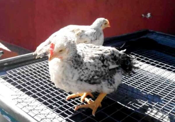 Цыплята 3 месяца породы Мастер грей. 