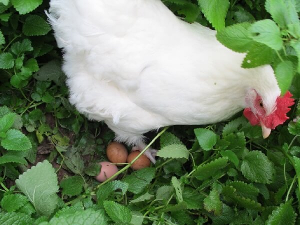 Курица несушка и яйцекладка в траве. 