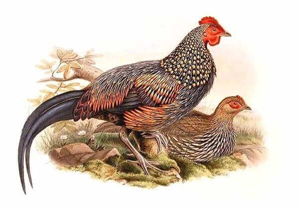 Одомашнивание кур и птиц от происхождения до развития. . 