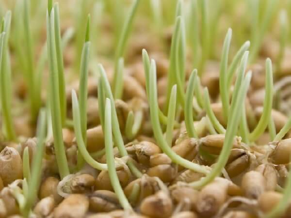 Проращивание пшеницы для кормления кур несушек зимой и весной. 