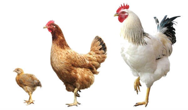 Родительское стадо кур – здоровые цыплята от здоровых родителей! 