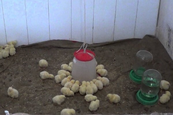 Выращивание бройлерных цыплят в домашних условиях. 