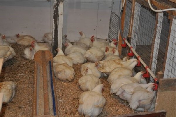 Выращивание цыплят бройлеров в домашних условиях. 