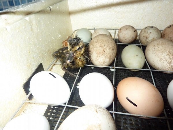 Зачем мыть инкубационные яйца? 