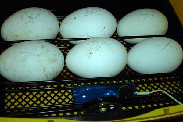 Как правильно мыть инкубационные яйца? 