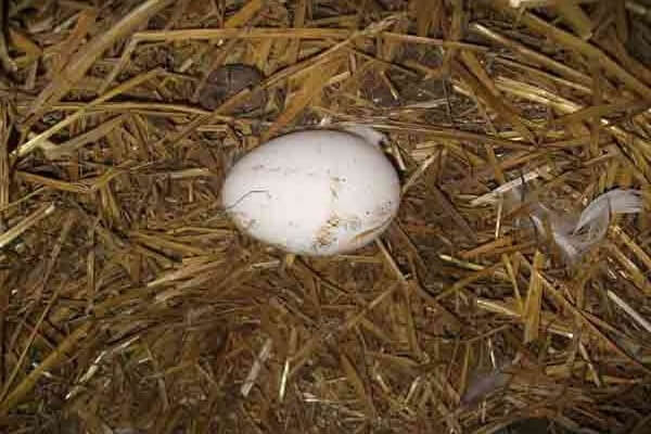 Грязное инкубационное яйцо. 