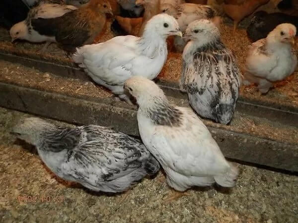 Первомайские цыплята в 2 месяца. 