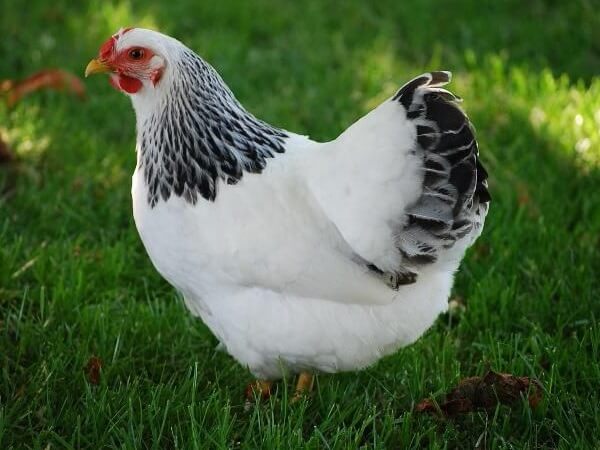Первомайская курица. Белые породы кур несушек. 