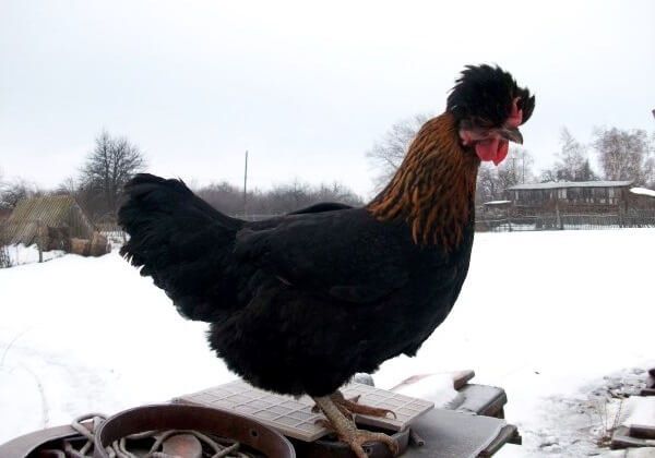 Русская хохлатая порода кур зимой не боится морозов. 