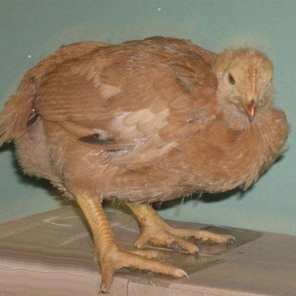 Цыпленок породы Сассо в 1 месяц. 