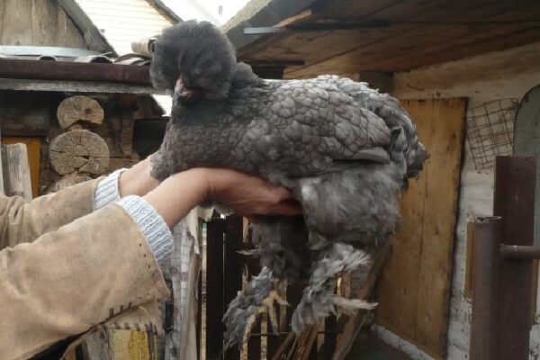 Голубая Сибирская порода кур Мохноножка. 