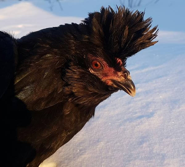 Курица породы Сибирская Мохноножка. 