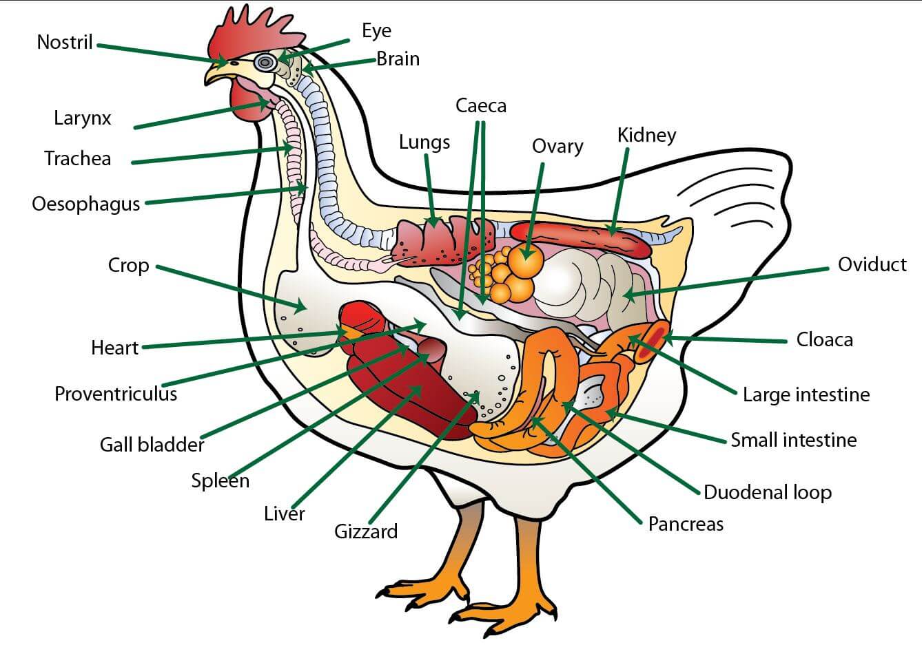 Анатомия курицы несушки в картинках и видео. 