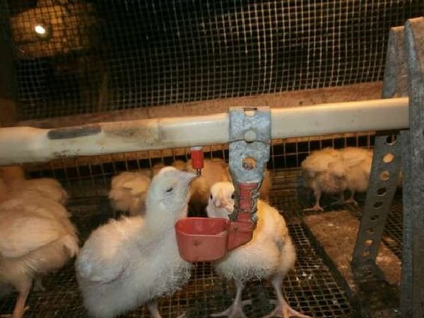 Как пропаивать антибиотики для цыплят бройлеров? 